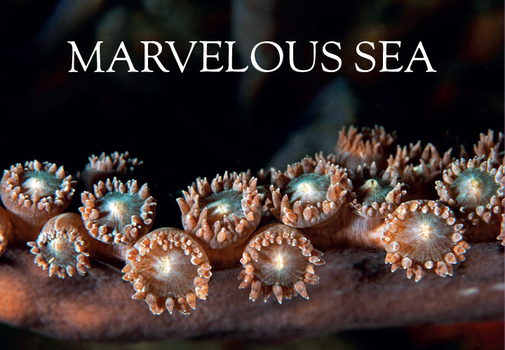 Copertina calendario Marvelous Sea di Andrea Pivari